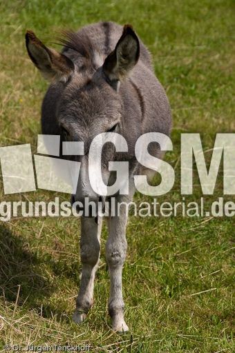 Asiatischer Esel (1 von 1).jpg